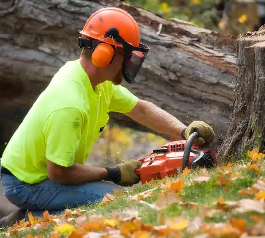 tree services Beltsville